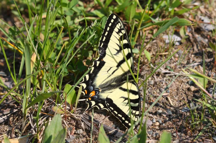 Dakota Gardener: Doing less in your fall garden benefits birds, pollinators